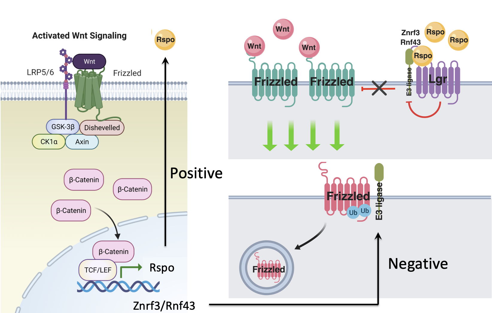 Wnt pathway