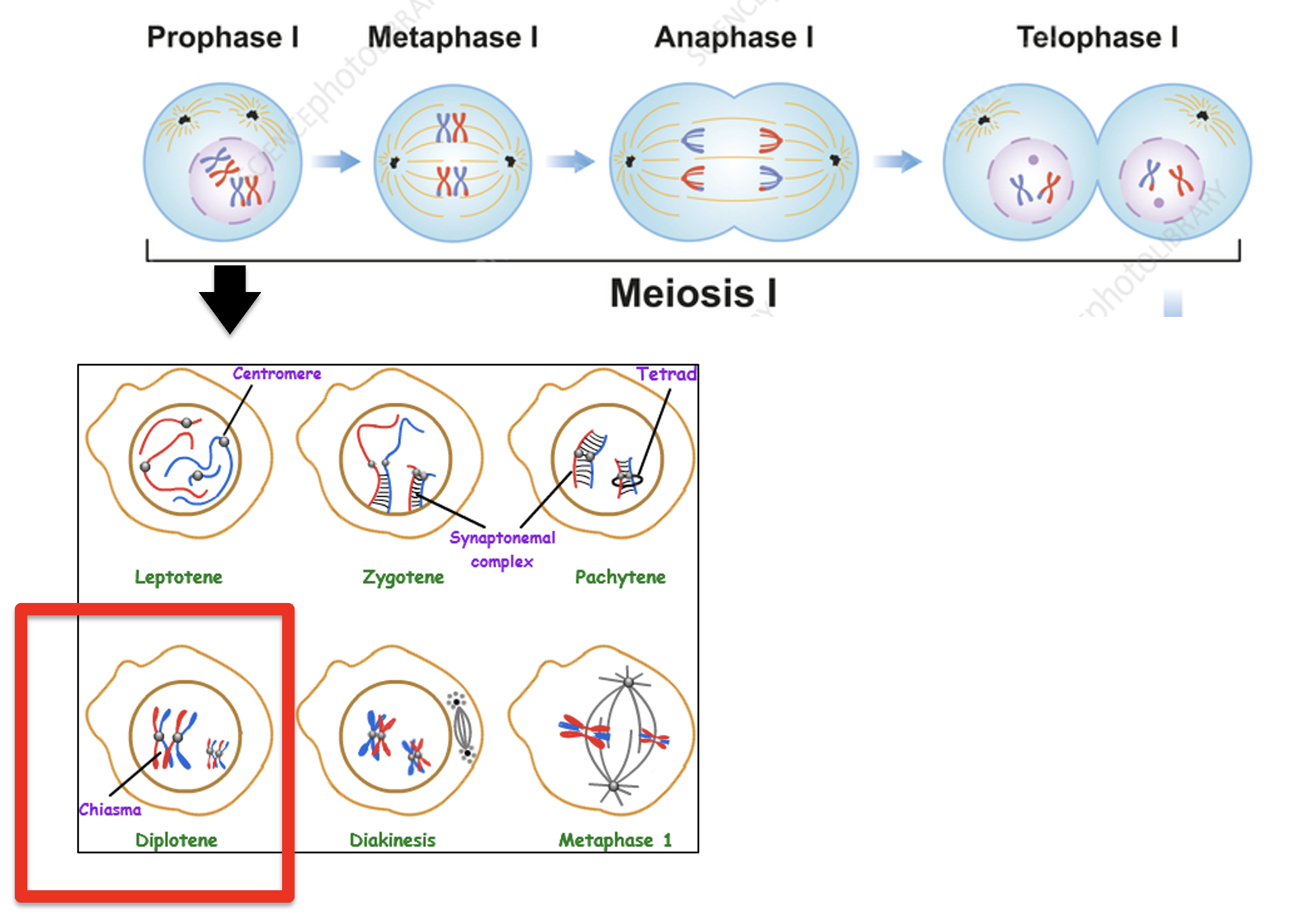 meiosis phase