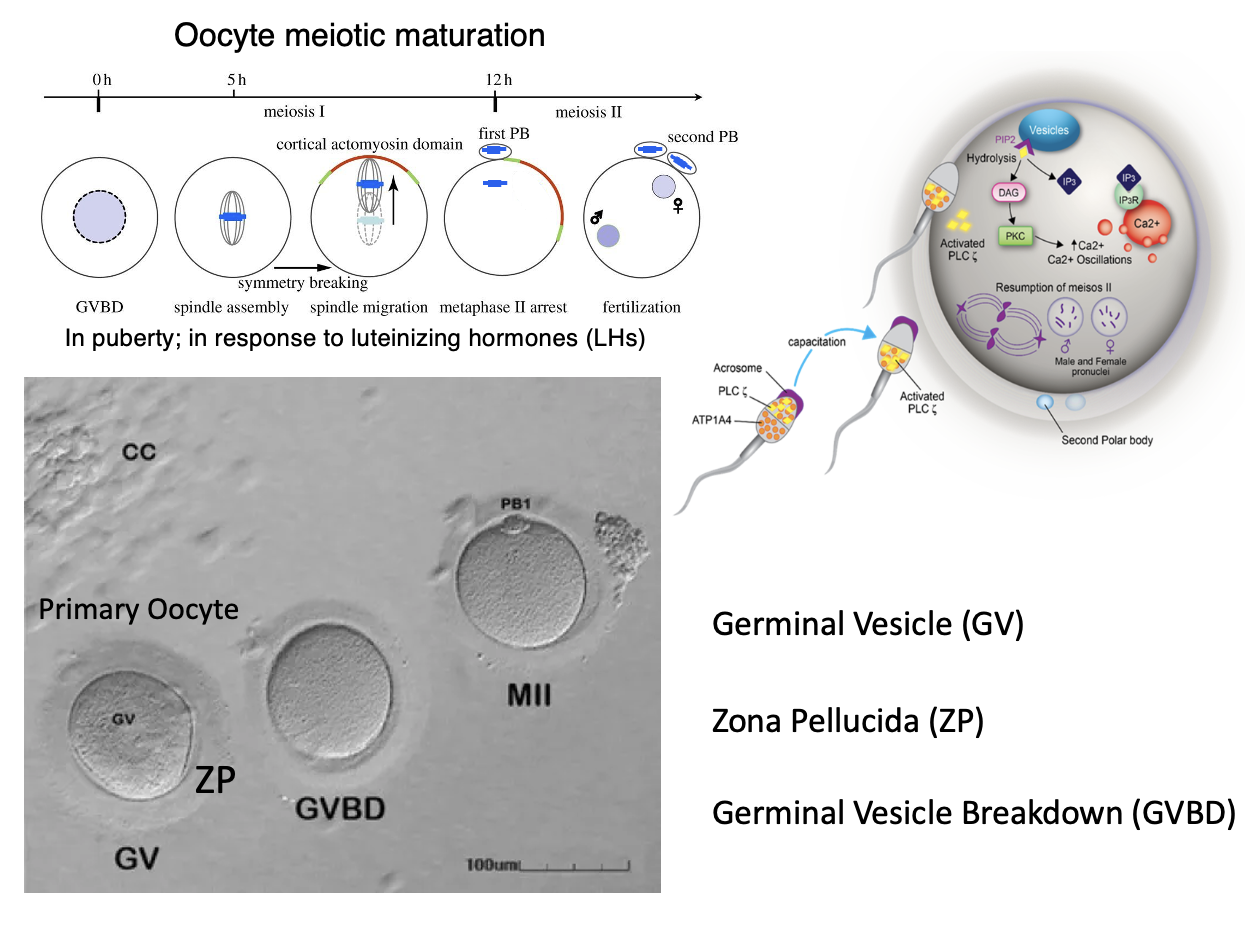 Primary Oocyte
