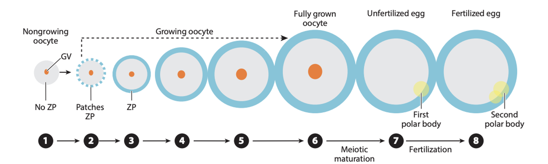 Growing Oocyte