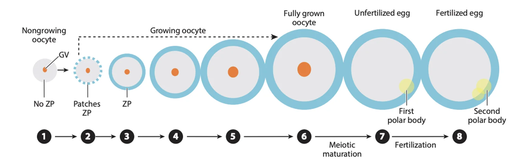 Growing Oocyte