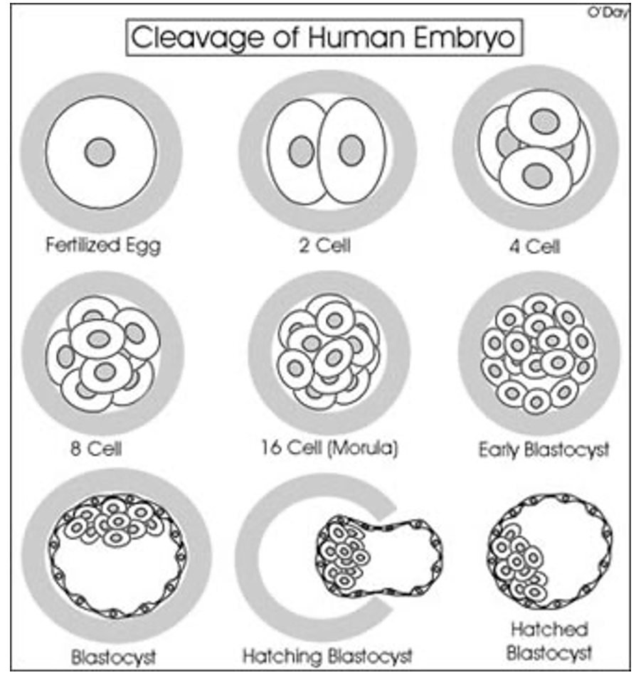 Cleavage of Human Embryo