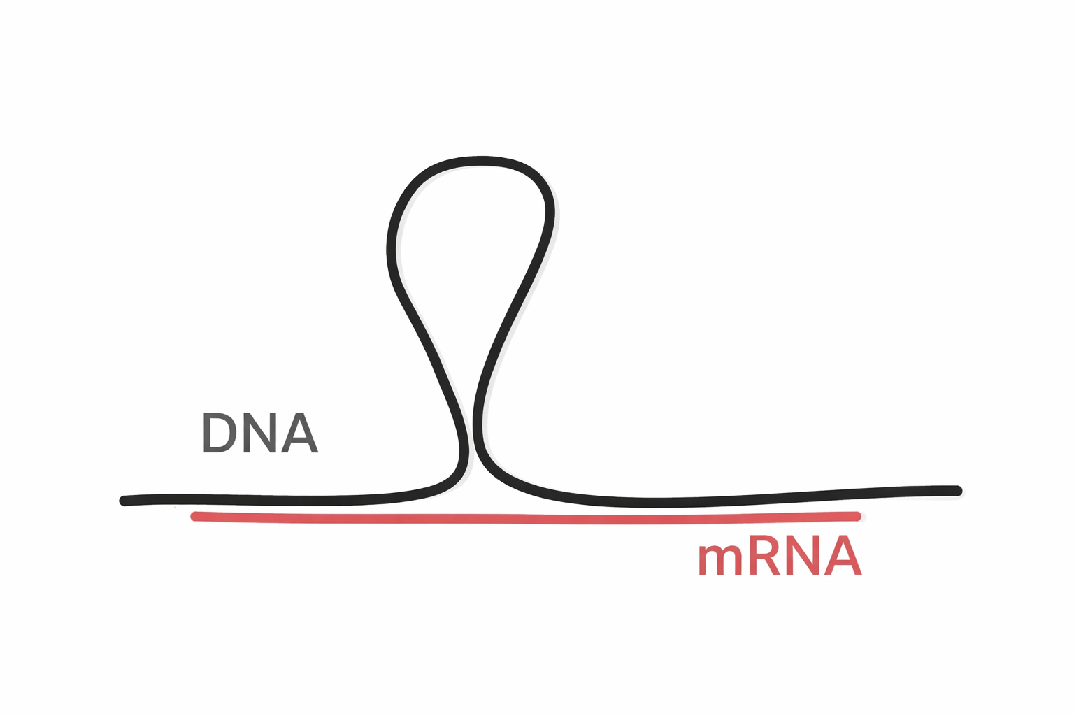 היברדידיזציה