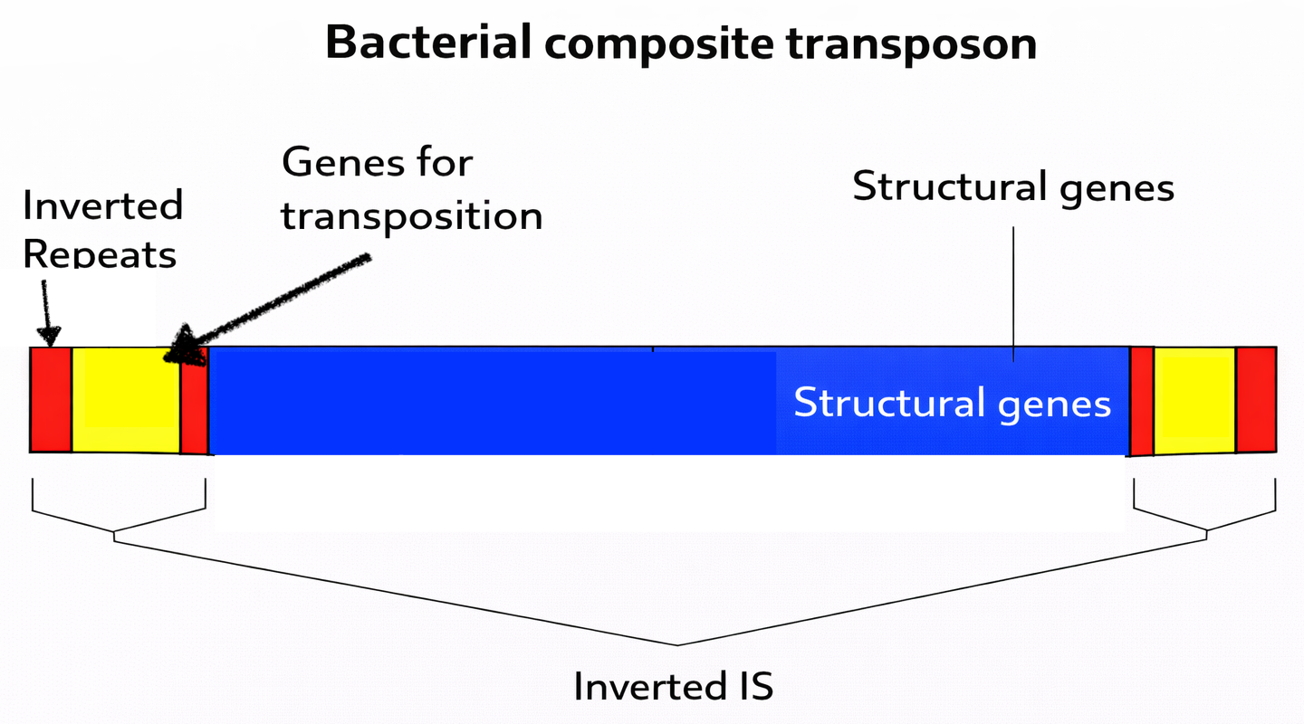 טרנספוזונים