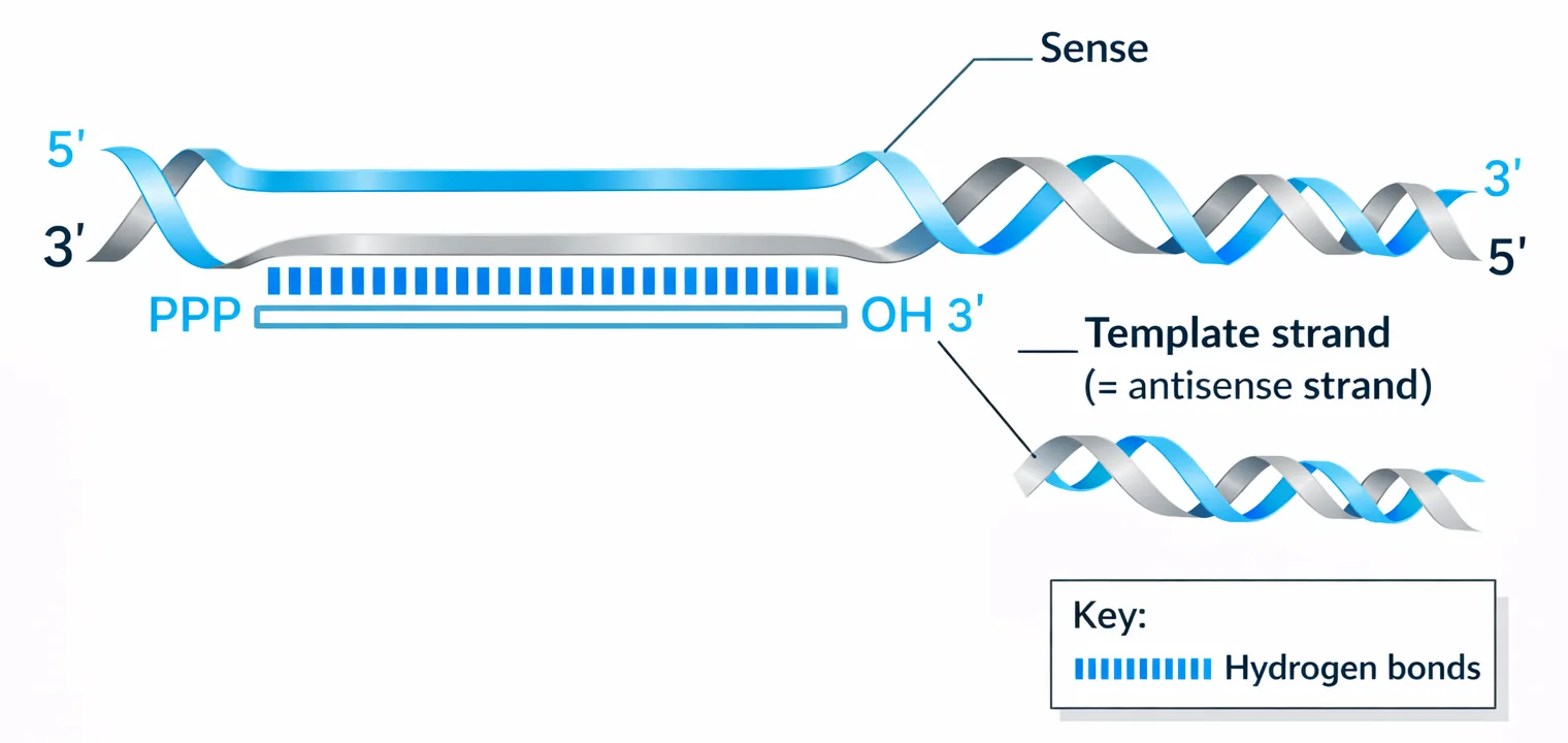 Antisense