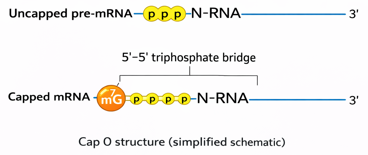 5' capping process in mRNA
