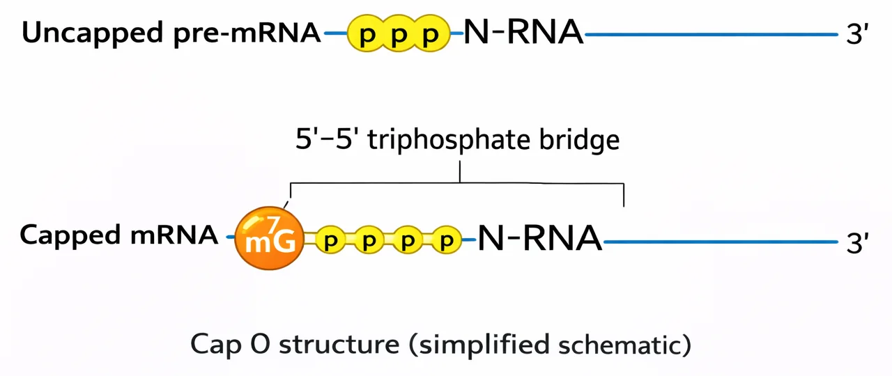 5' capping process in mRNA