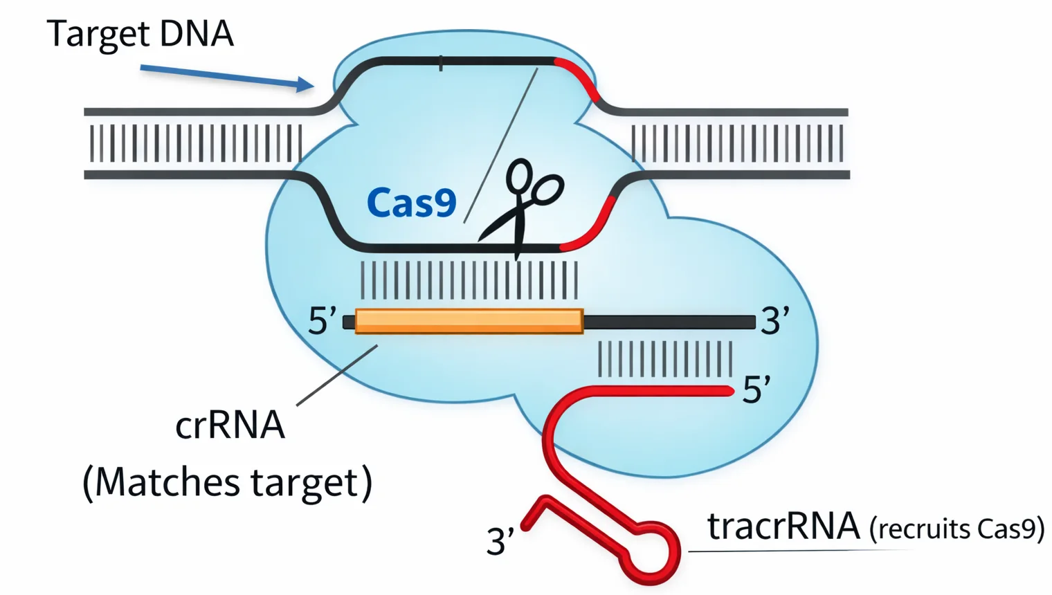 Cas9
