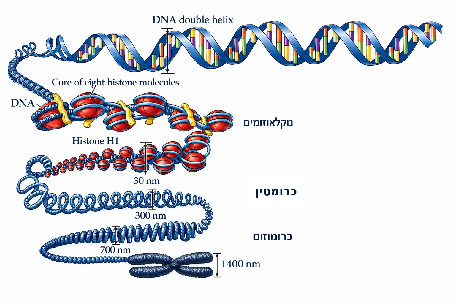 רמות הארגון