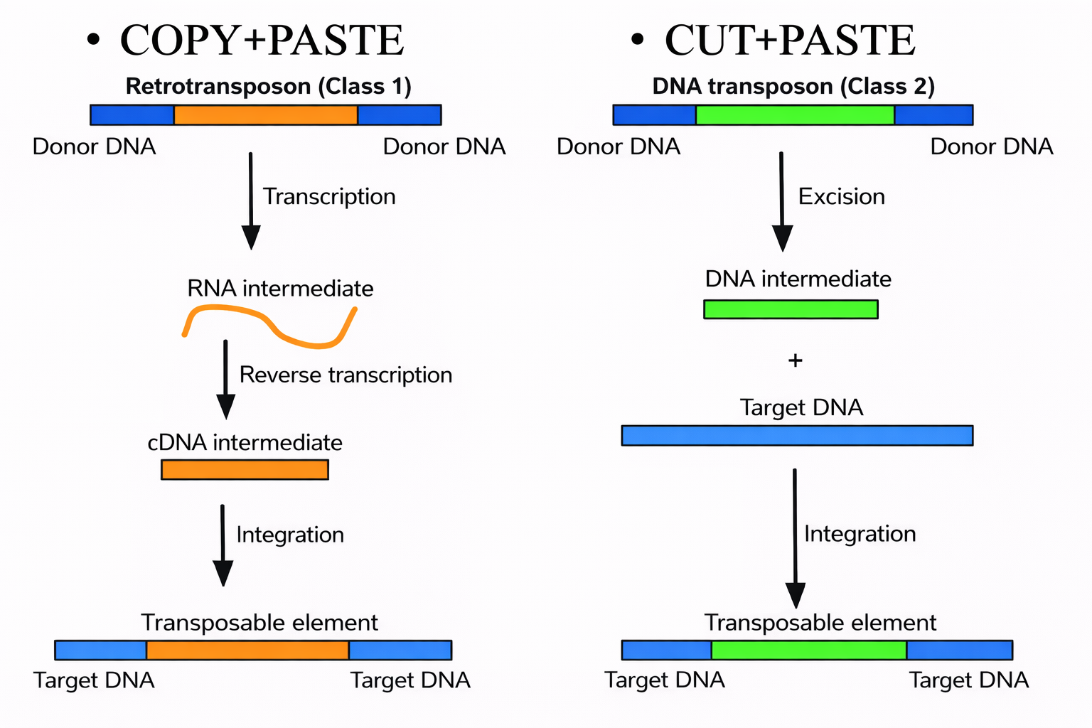 שני סוגי טרנספוזונים