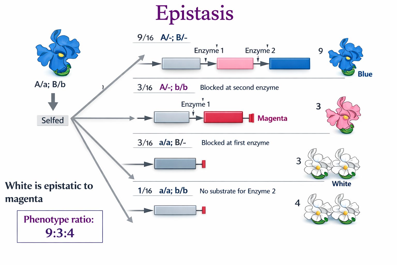 דוגמת צבע פרחים