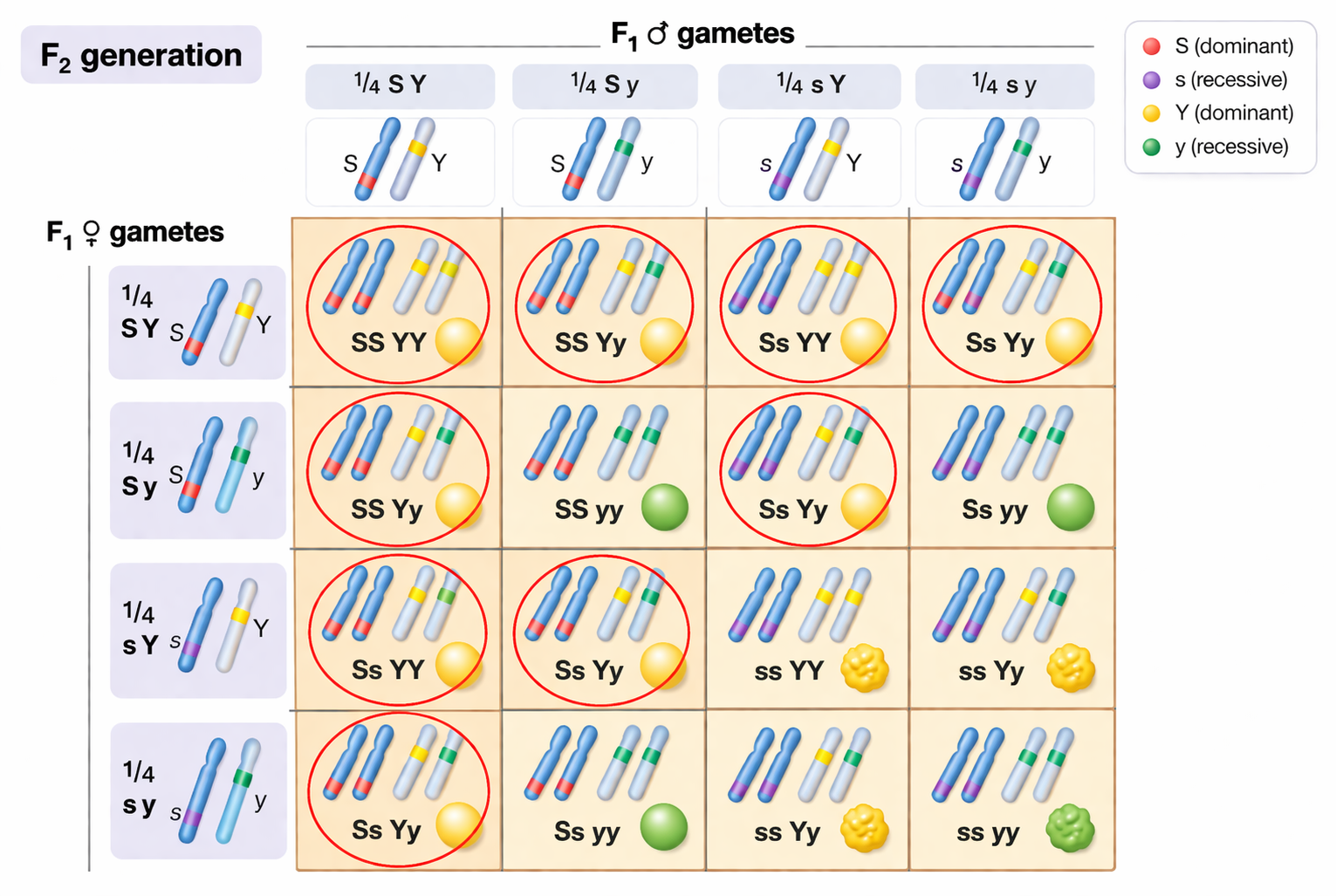 פירוט הצאצאים