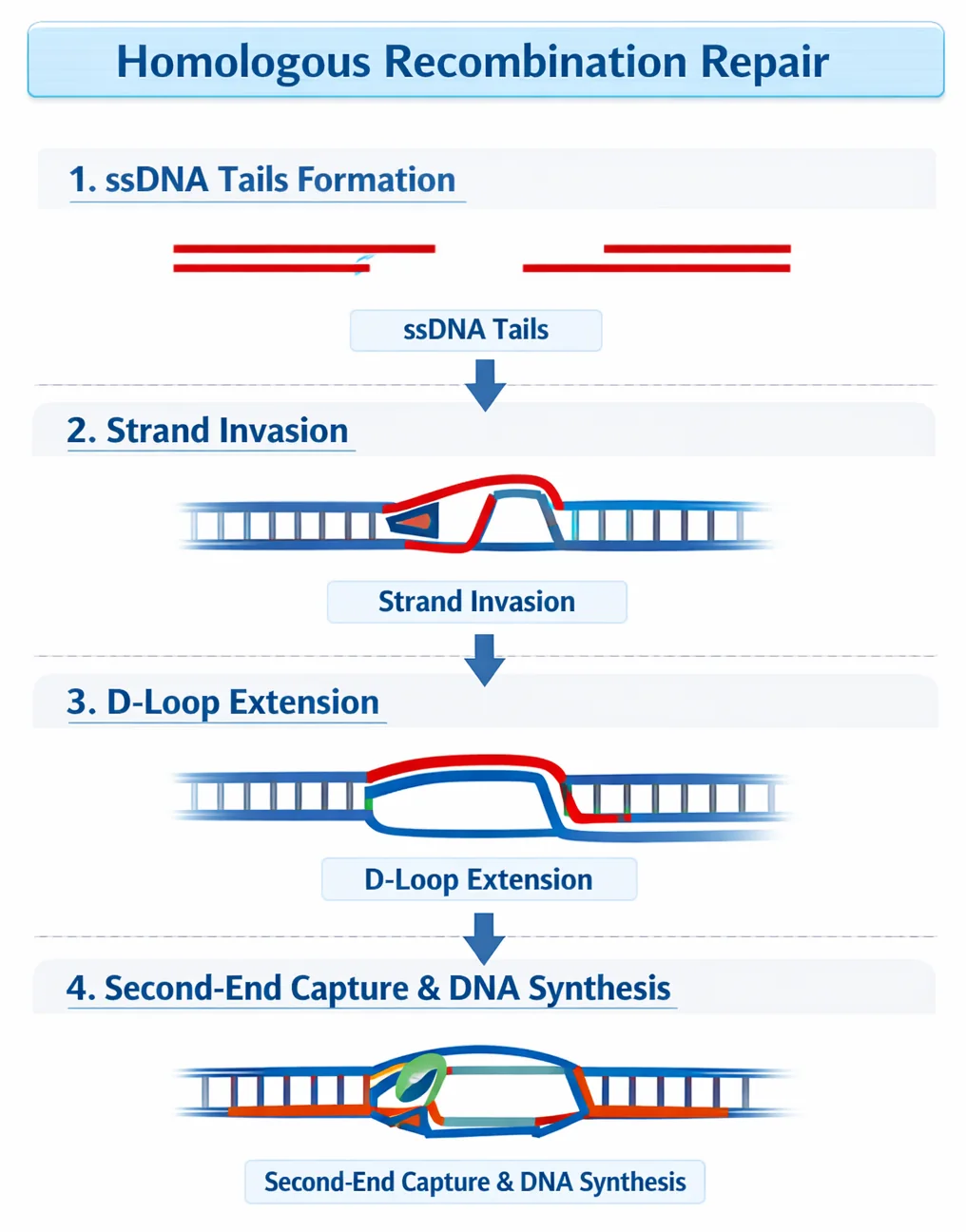HR Mechanism