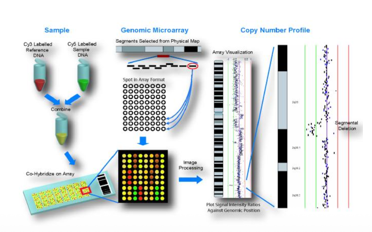 Comparative Genomic Hybridization