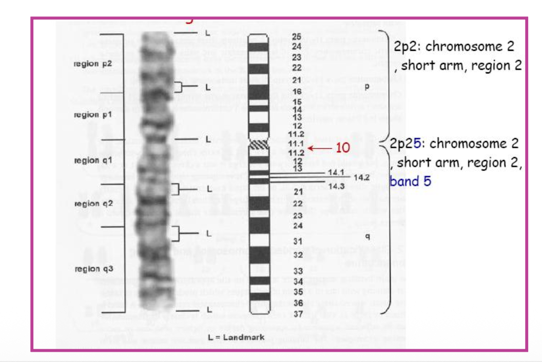 Regions and landmarks