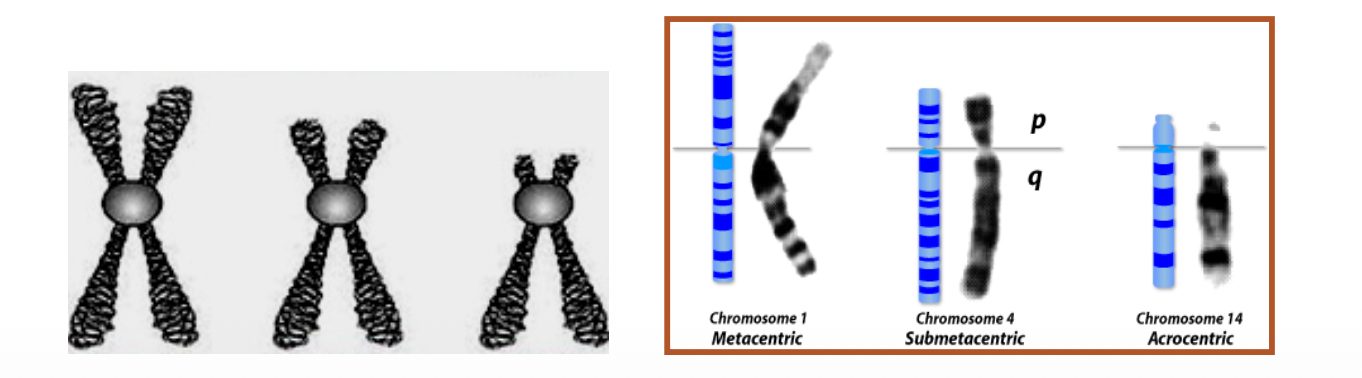 Classification of chromosomes into groups