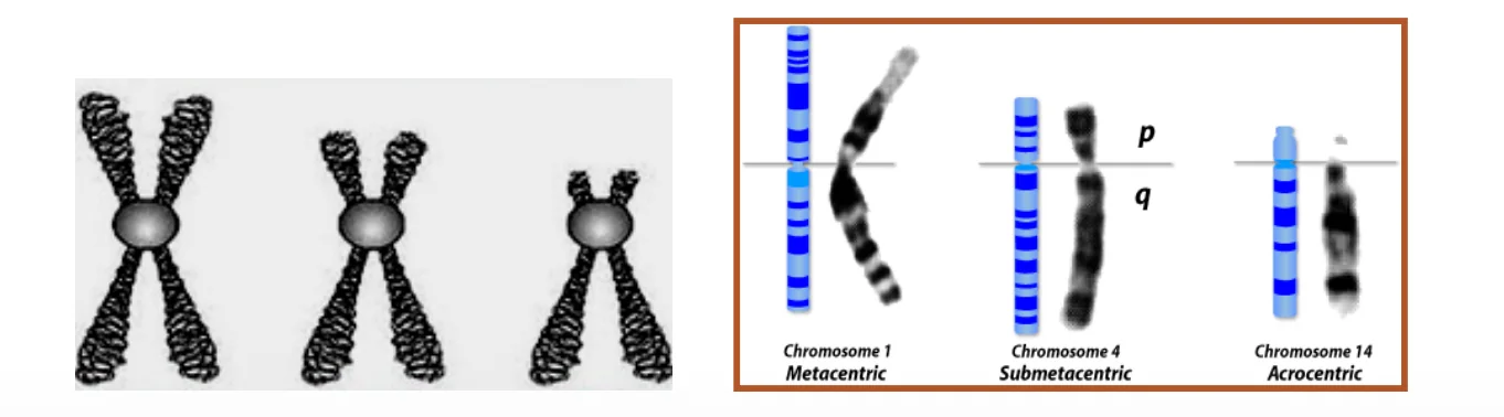 Classification of chromosomes into groups