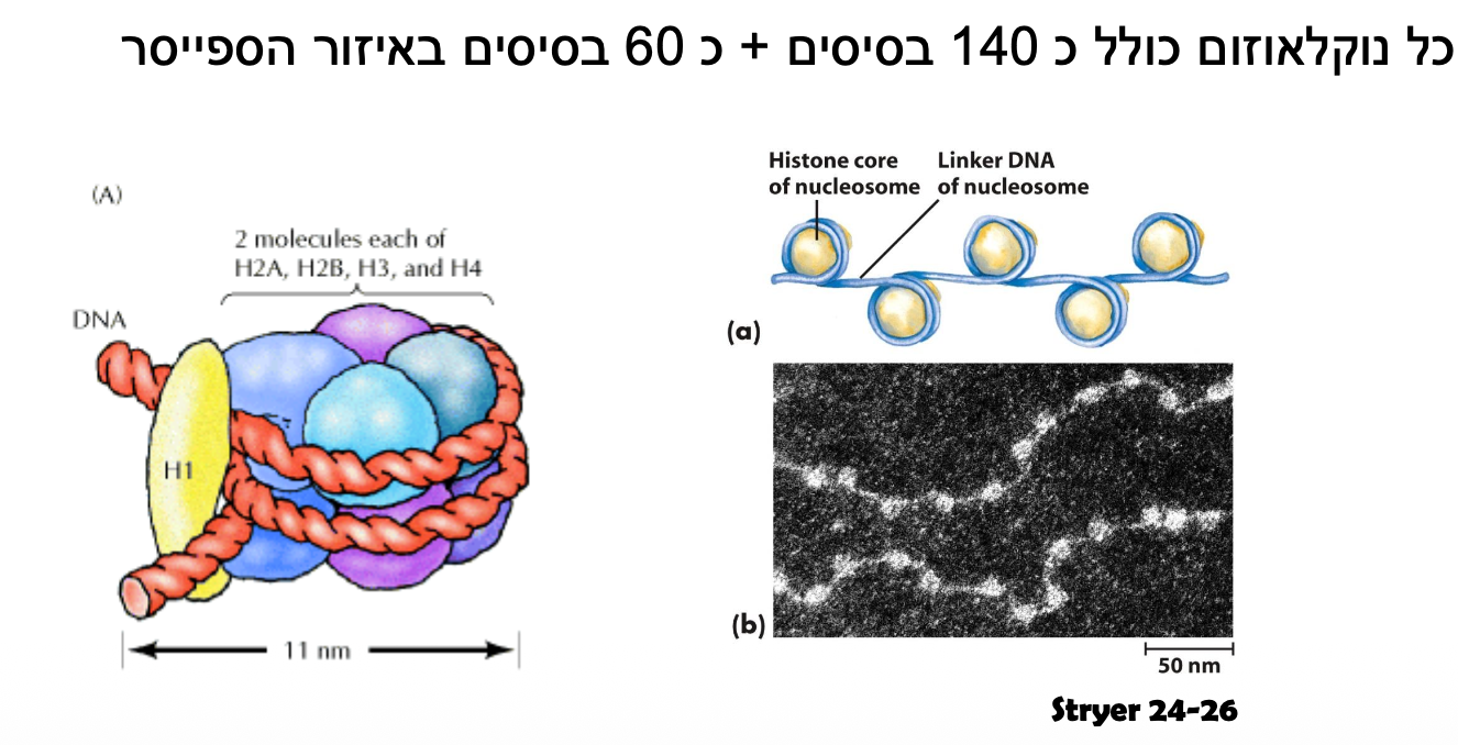 Nucleosomes