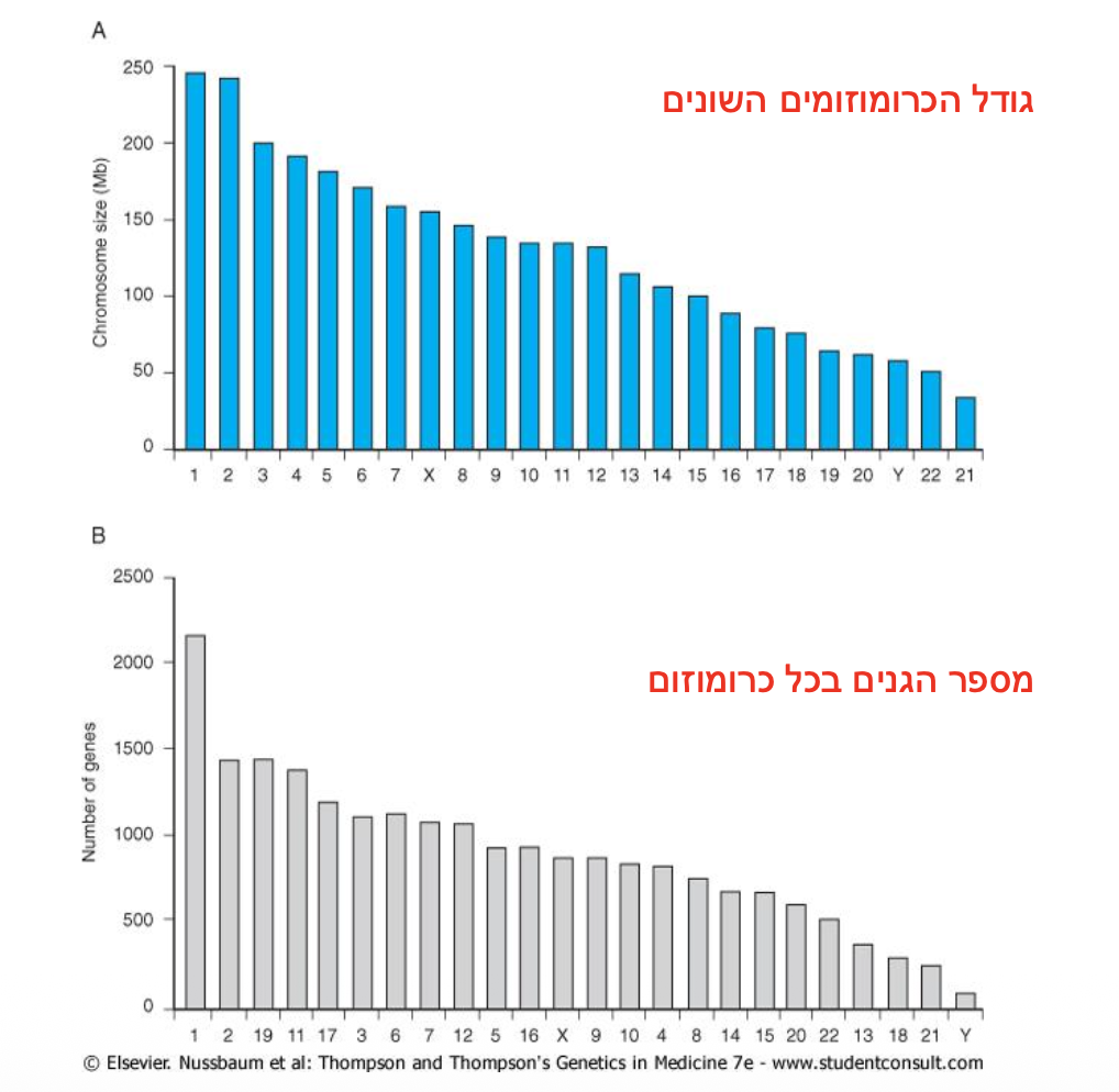 גודל ומספר גנים