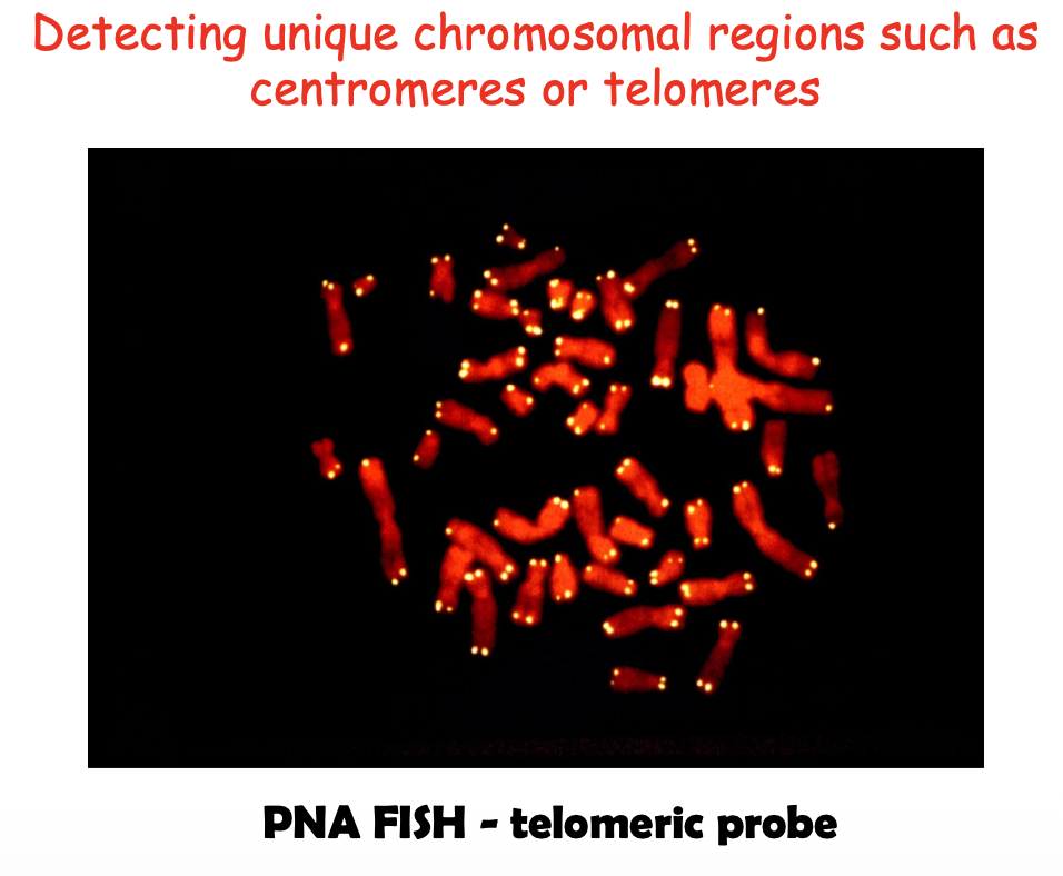 Telomeric Probes