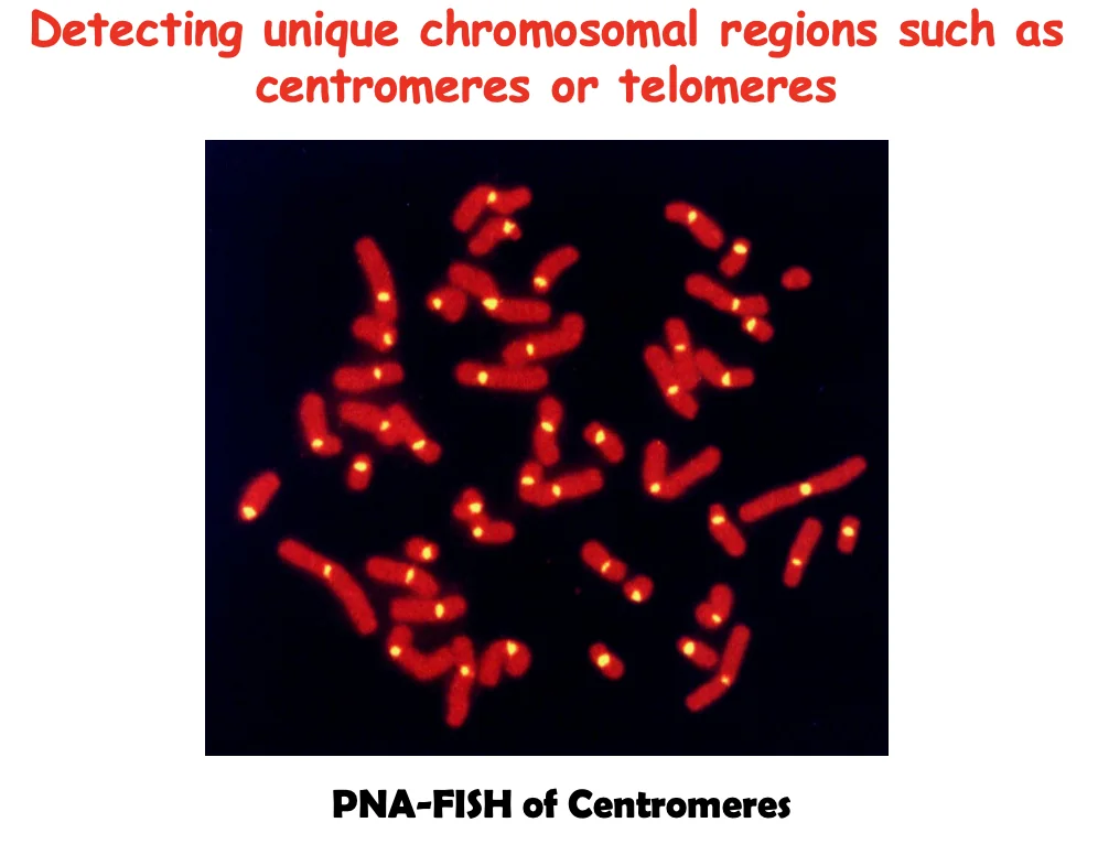 Centromeric