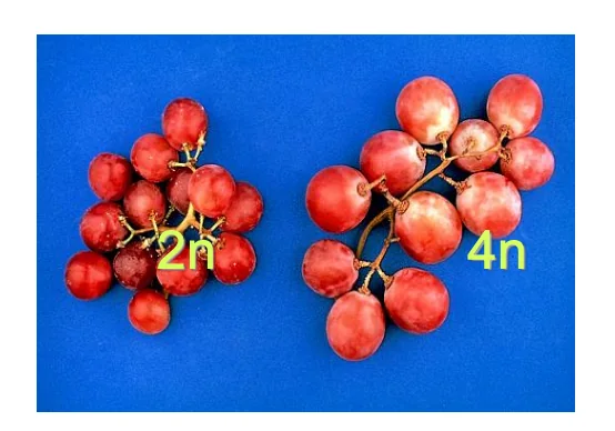 Grapes
