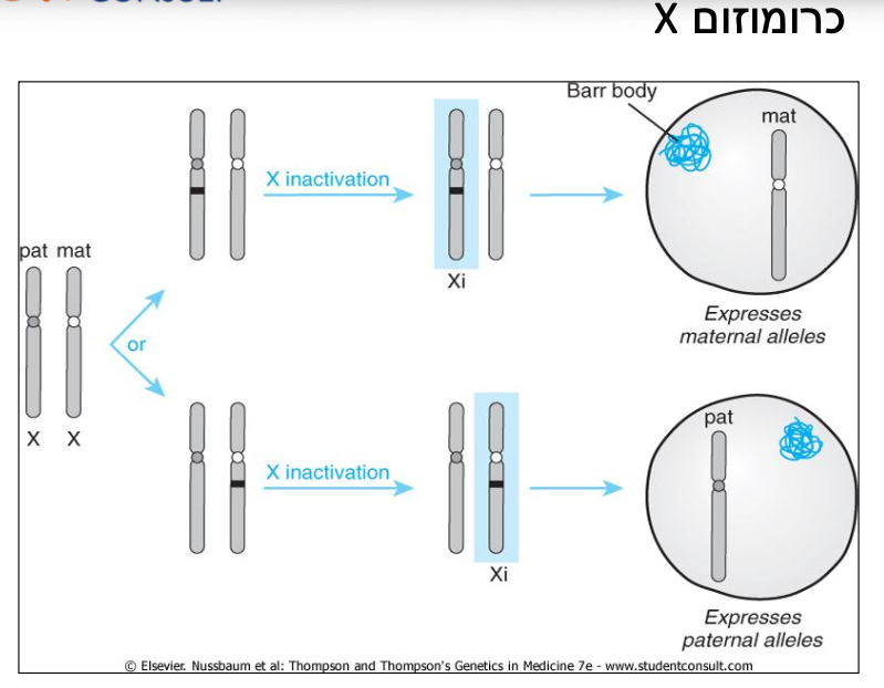 X chromosome