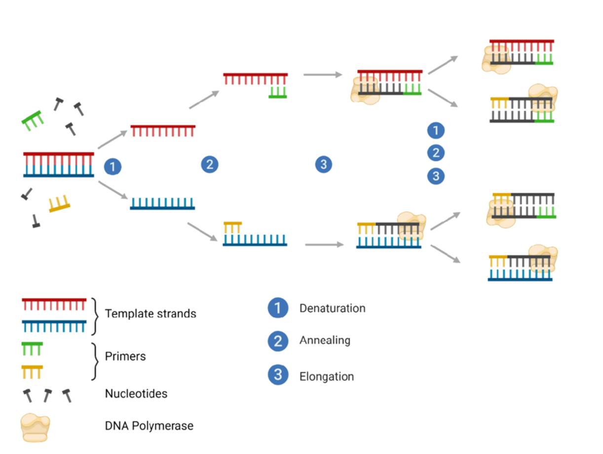 PCR
