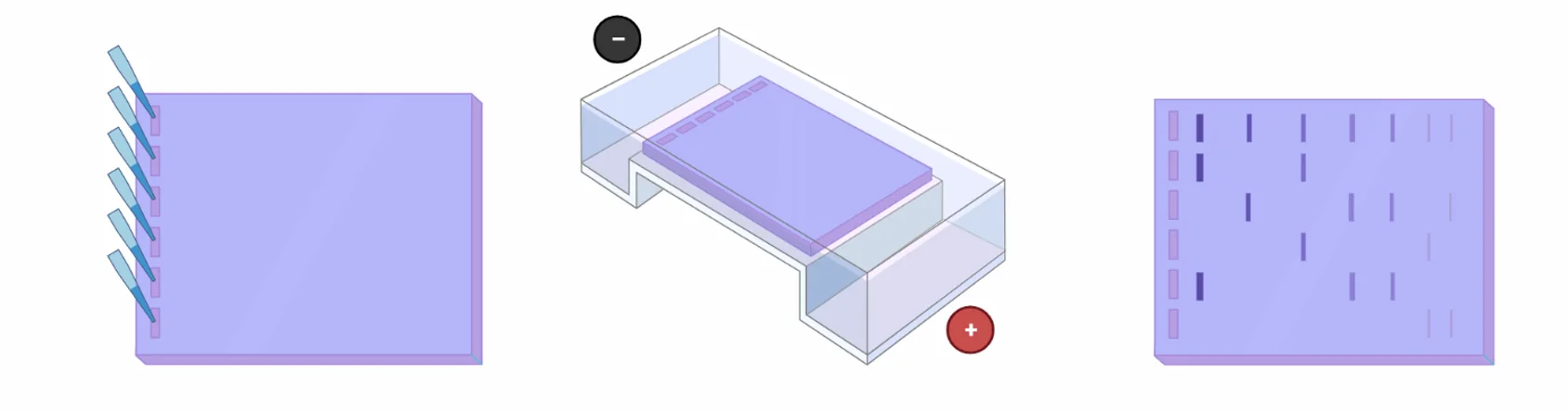 Gel Electrophoresis