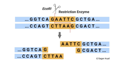Restriction Enzyme