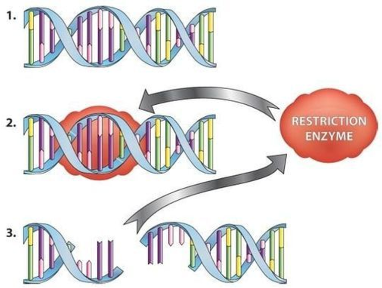 Restriction Enzyme 2