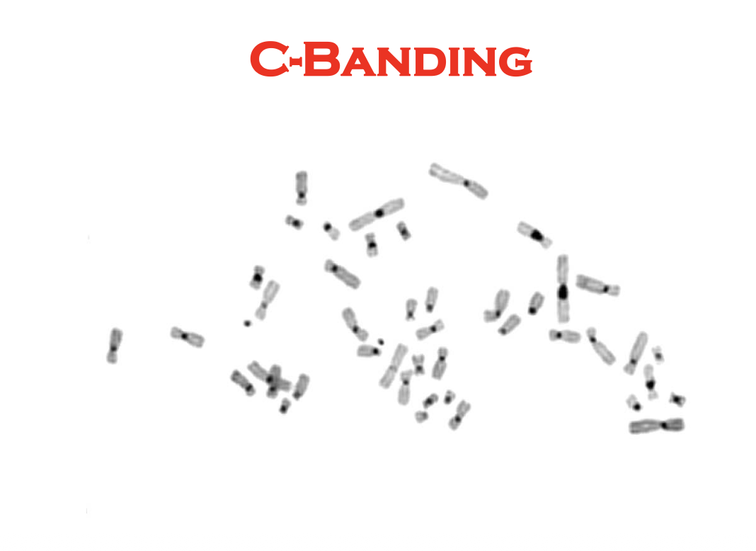 C-Banding