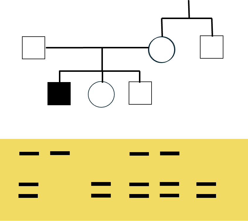 בגלל שמדובר במחלה אוטוזומלית רצסיבית אנחנו יודעים שההורים נשאים הטרוזיגוטים, בנוסף לילד החולה.