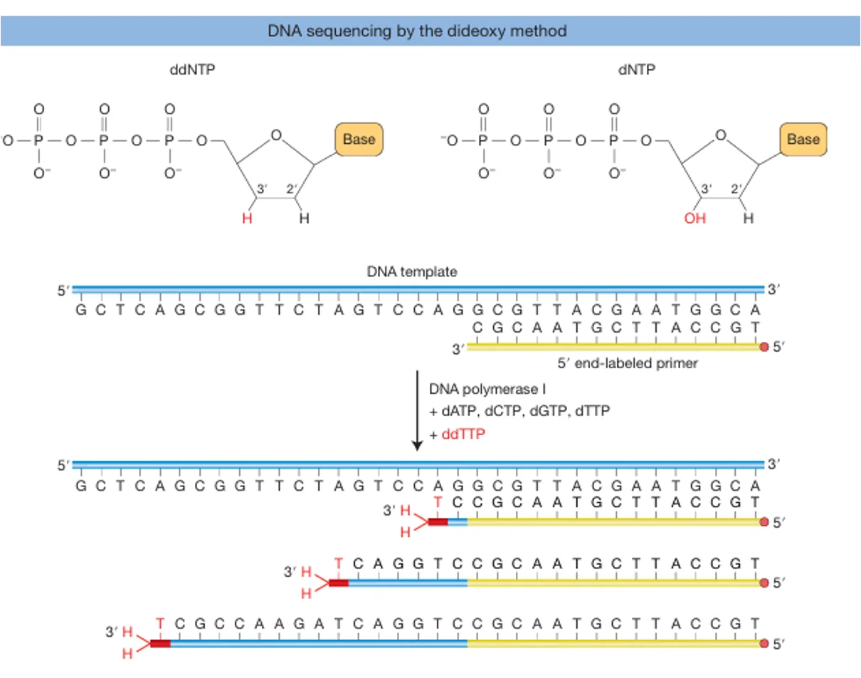 DNA Sequencing by dideoxy method