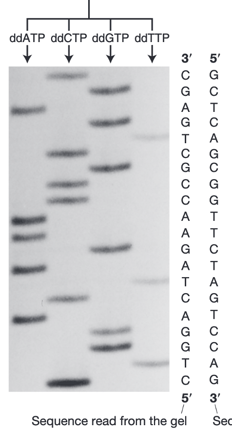 ריצוף דנ״א כפי שנעשה כאשר פותחה השיטה