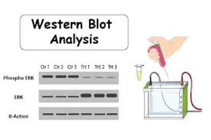 Western Blot