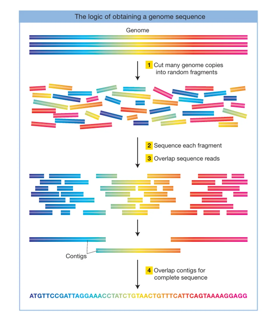 Next Generation Sequencing