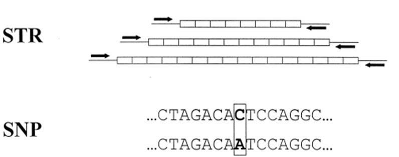 STR and SNP