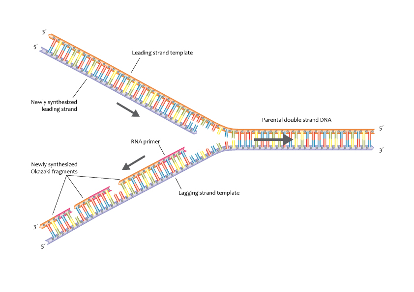 Genomics Education Programme, CC BY 2.0 <https://creativecommons.org/licenses/by/2.0>, via Wikimedia Commons