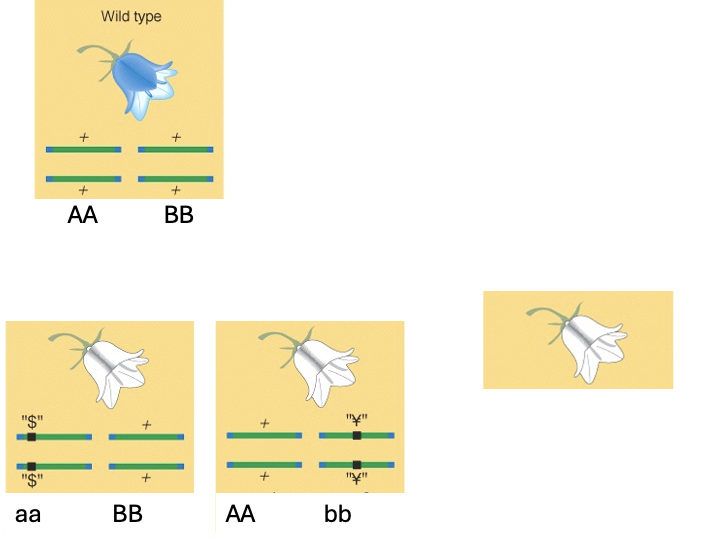 גנים משלימים - מבחן קומפלמנטציה
