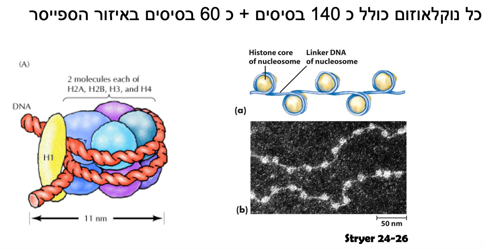 נוקלאוזומים