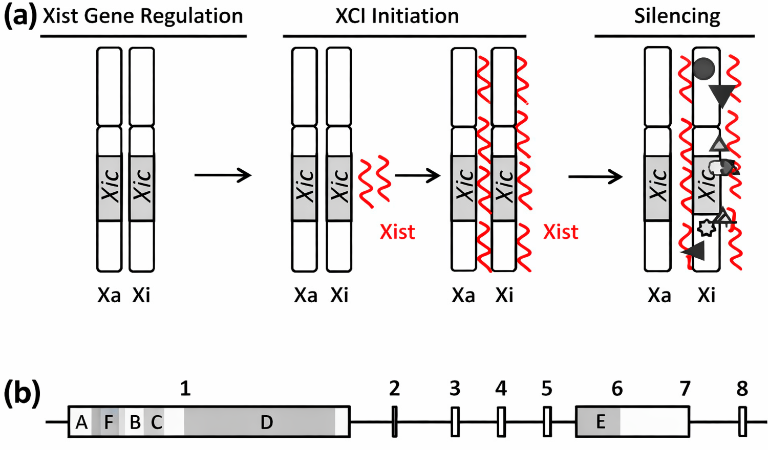 Inactivation mechanisms