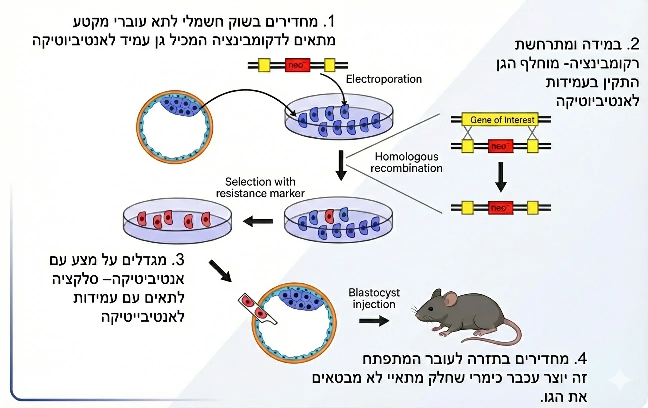 עכבר knockout