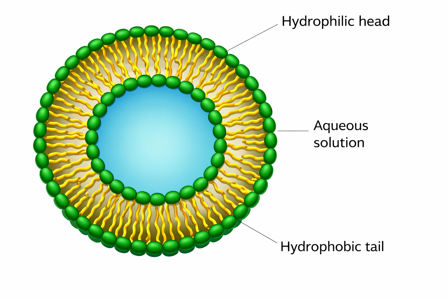 Liposome