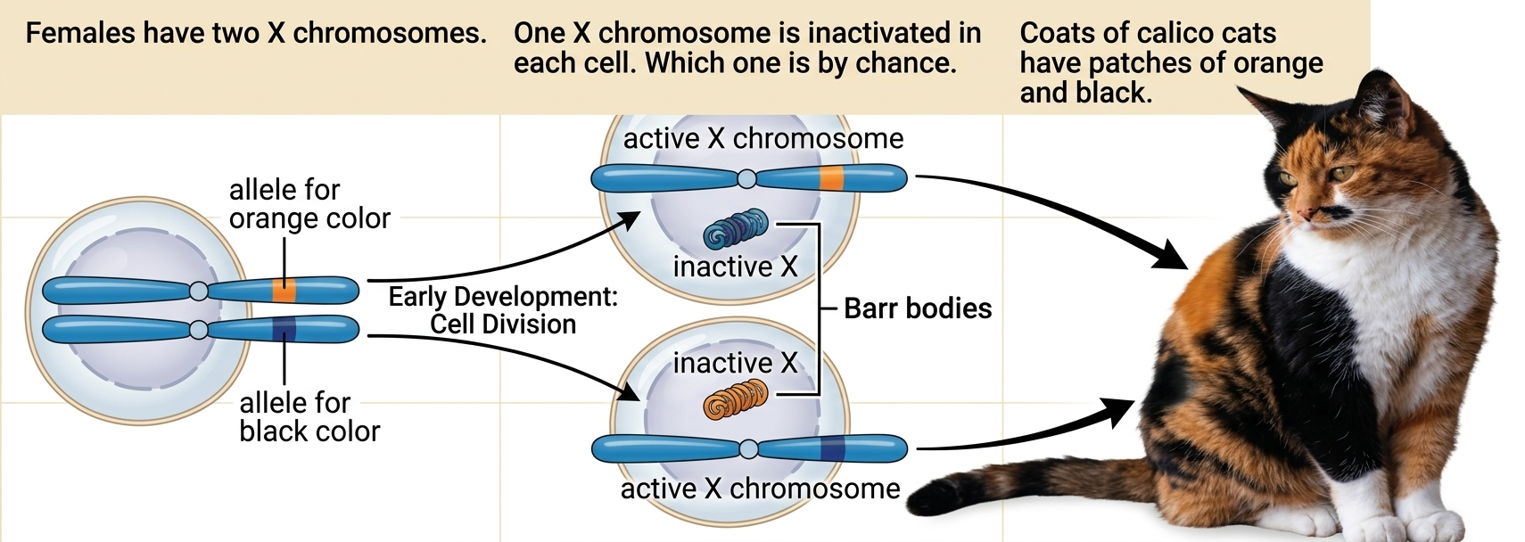 חתולה עם מוזאיקה