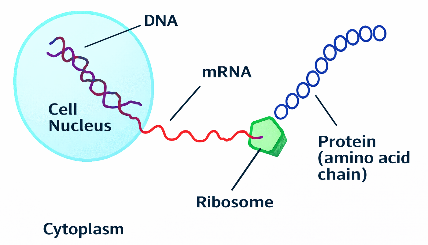 mRNA