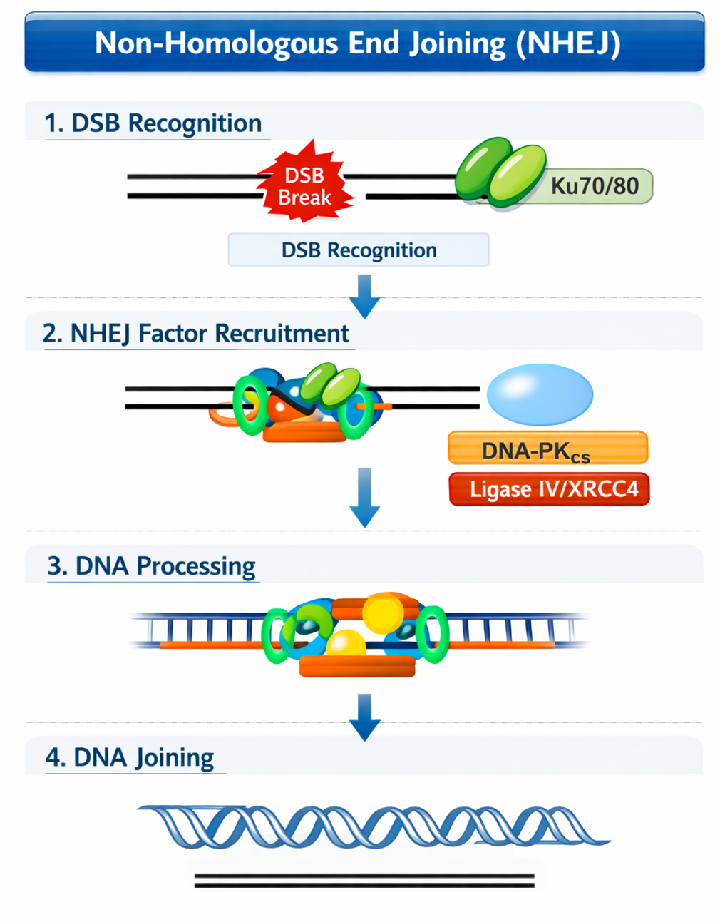 NHEJ