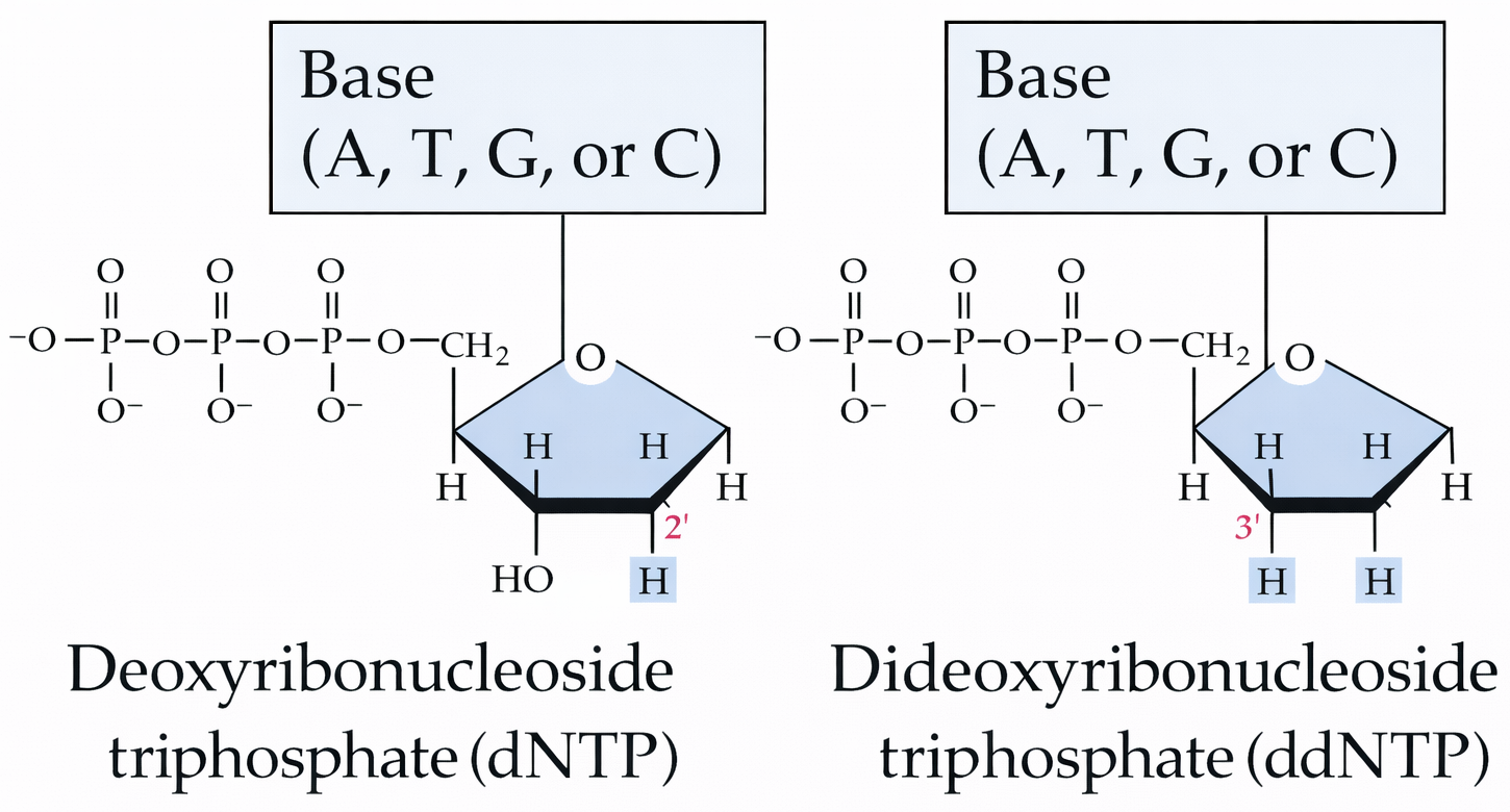ddNTP
