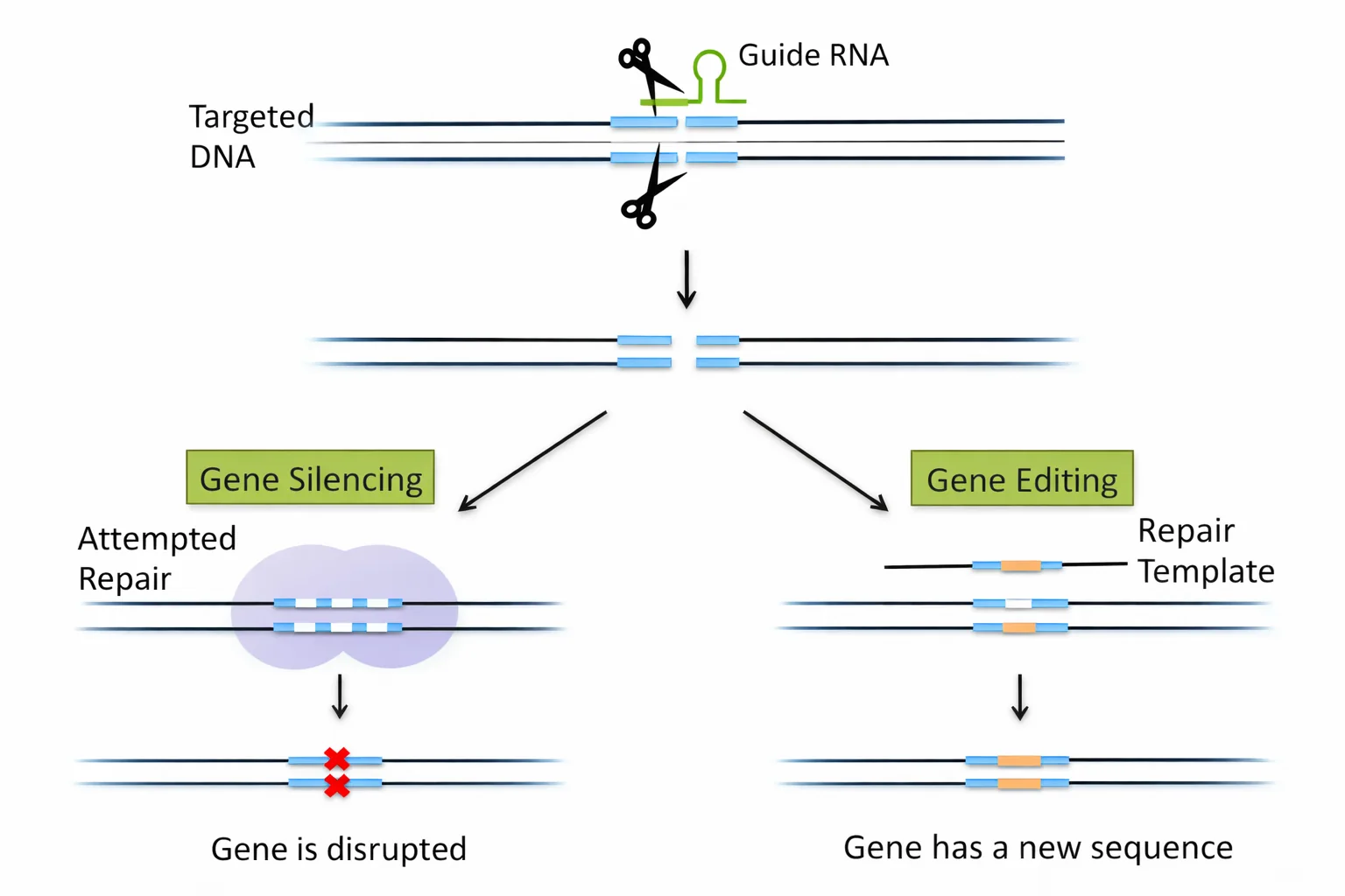 Gene silencing
