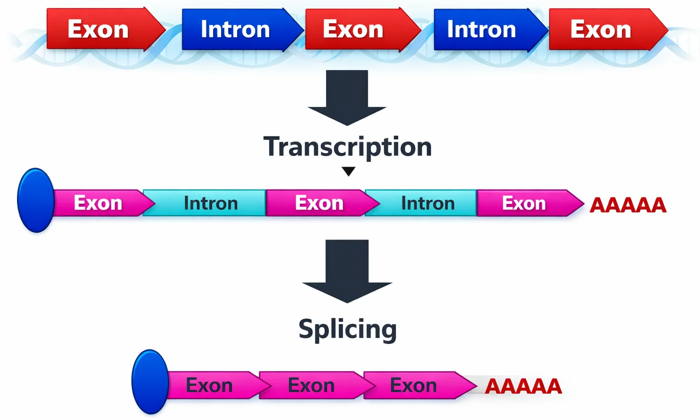 Splicing